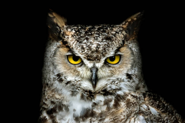 Night Owls and Adaptability