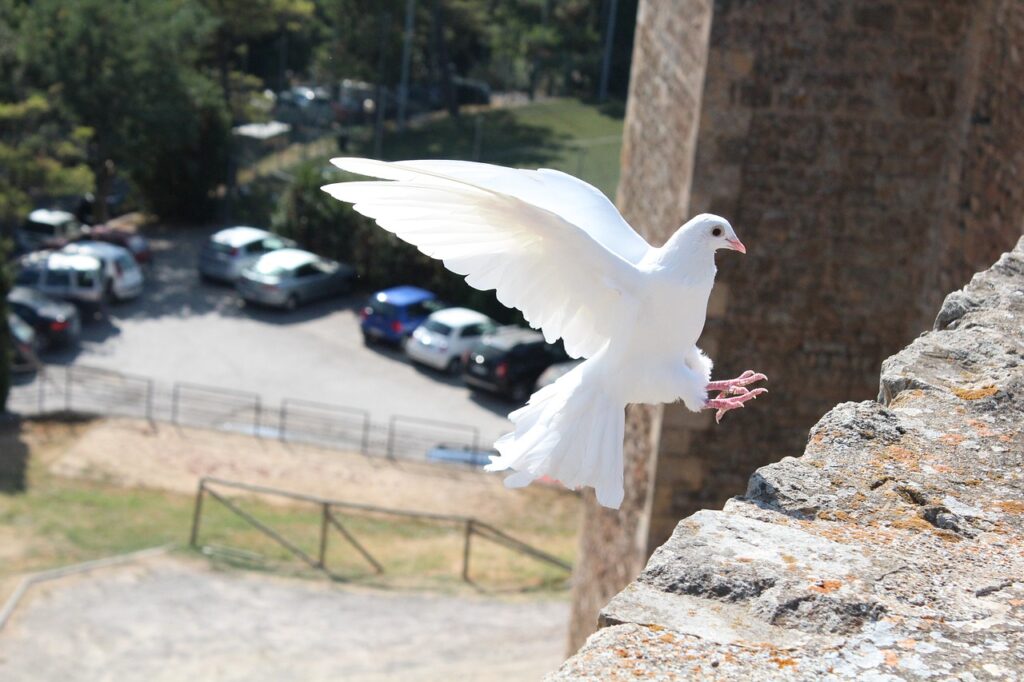 Pigeon Symbolism Across Cultures