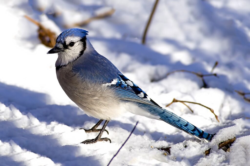 The Importance of Context in Bird Sightings