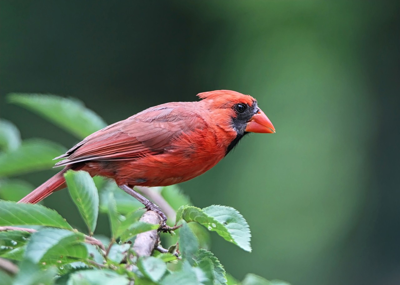 20 Spiritual Meanings of Seeing a Cardinal and Blue Jay