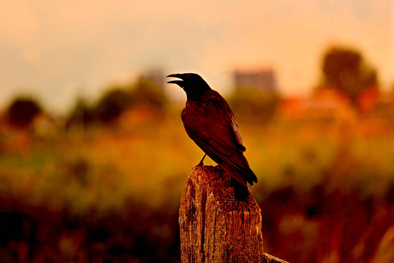 The Hidden Spiritual Meanings Behind Crow Cawing at You