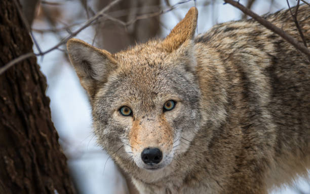 Seeing a Coyote in the Daytime: What Does it Mean?
