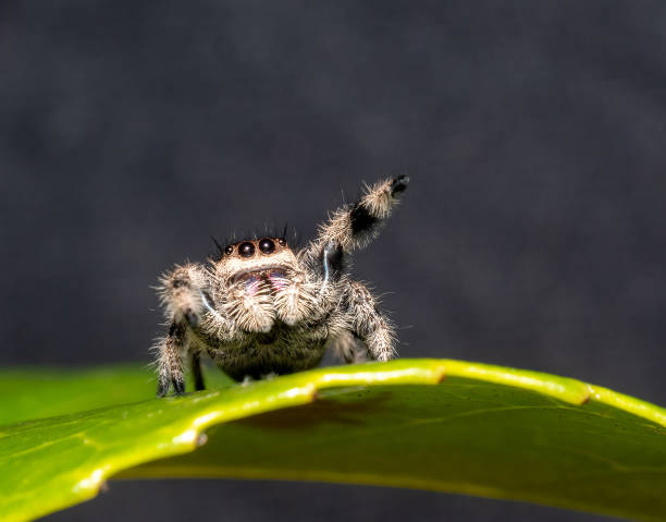 Spiritual Meanings of Seeing a White Spider