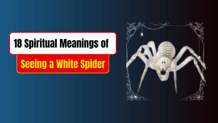 18 Spiritual Meanings of Seeing a White Spider