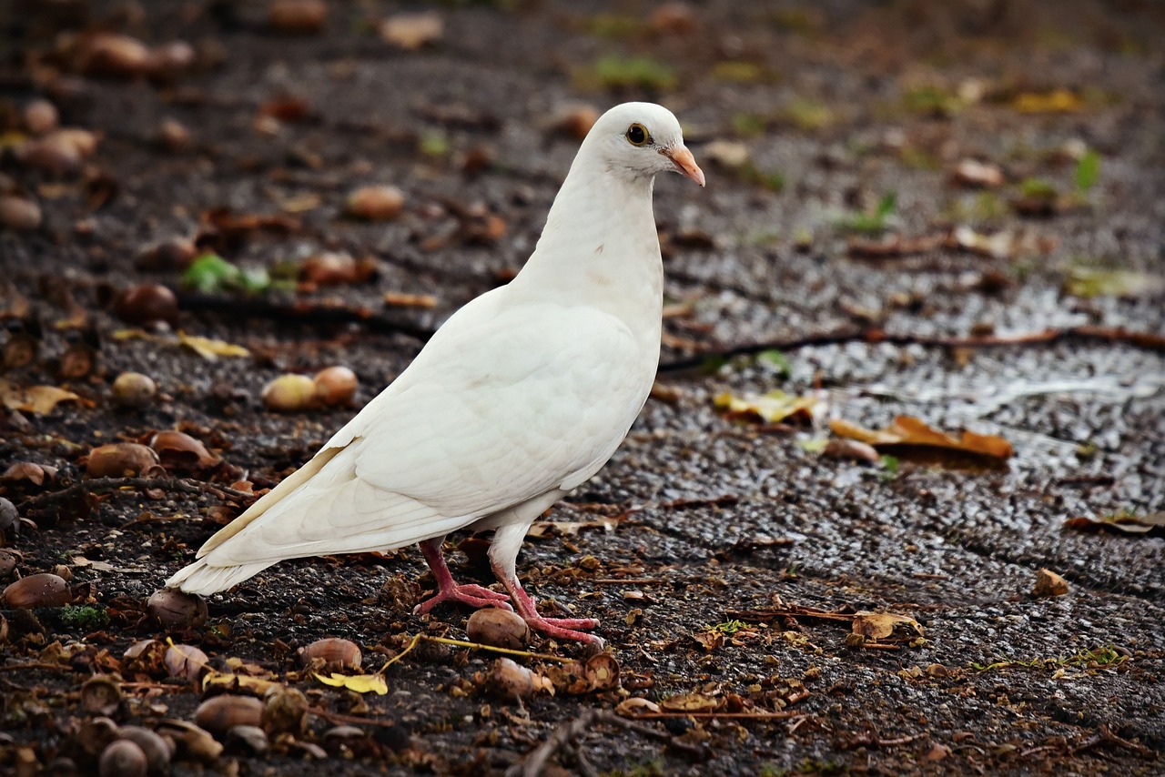 20 Spiritual Meanings of Seeing a White Pigeon