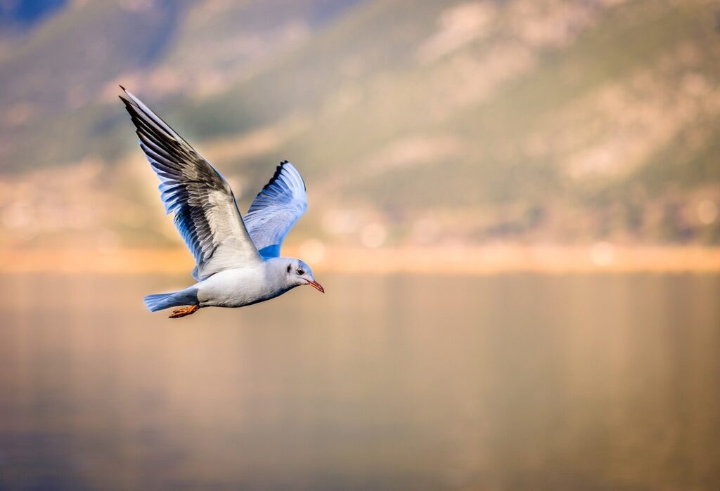 Bird Flying Over Your Head Spiritual Meaning