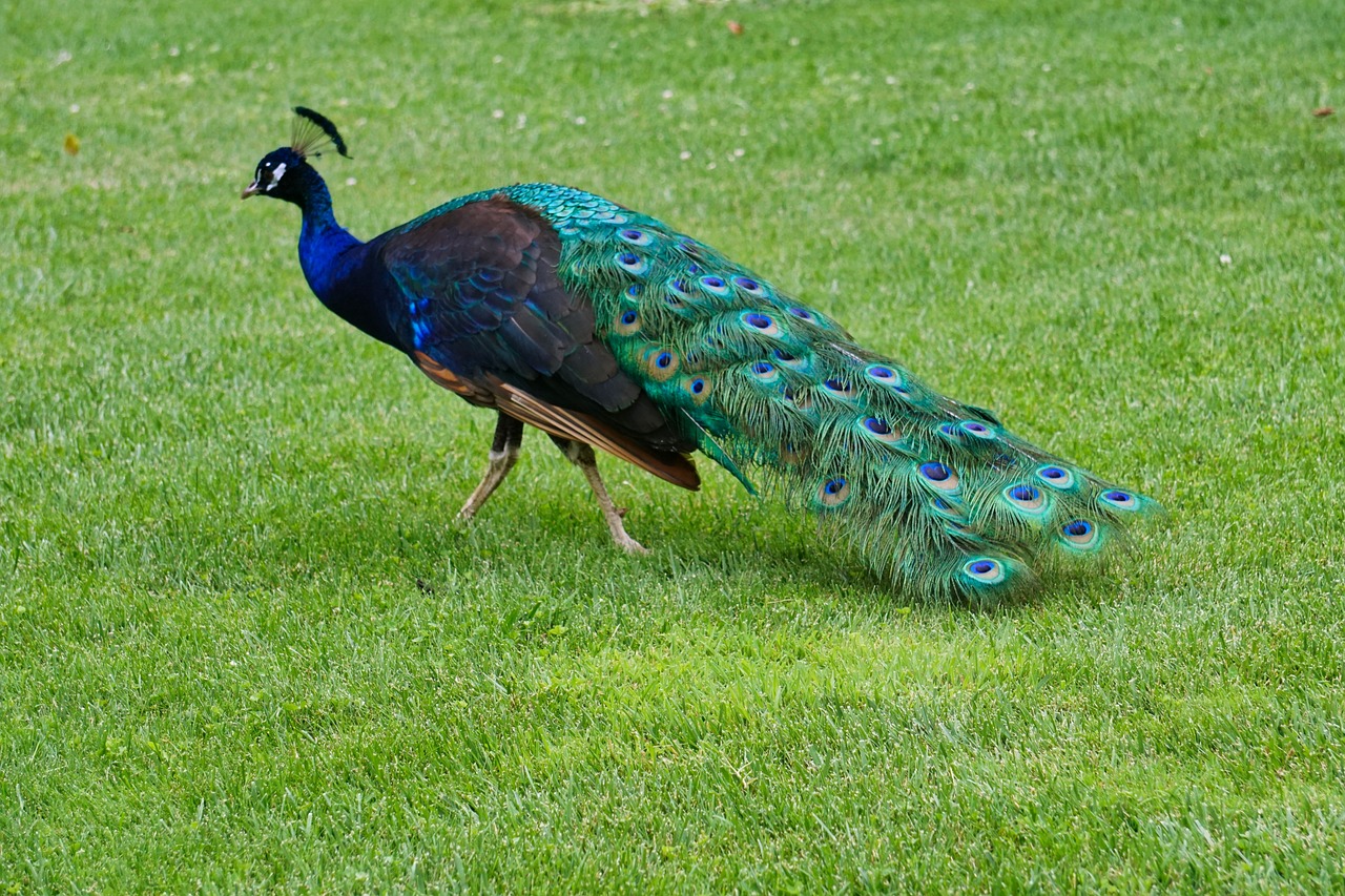 15 Spiritual Meanings of a Peacock Crossing Your Path