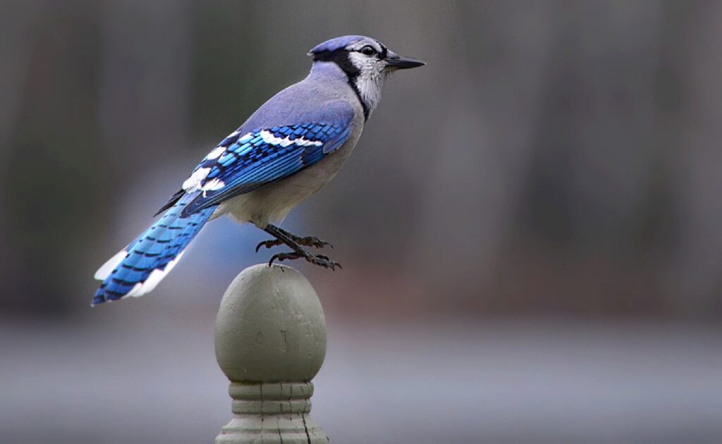 Blue Jay Spirit Animal