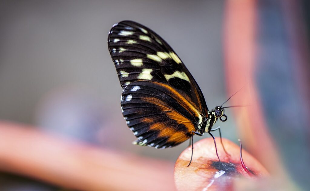 Black Butterfly Dream Interpretation