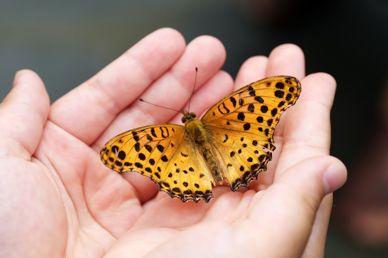 The Spiritual Meaning of a Butterfly Landing on You