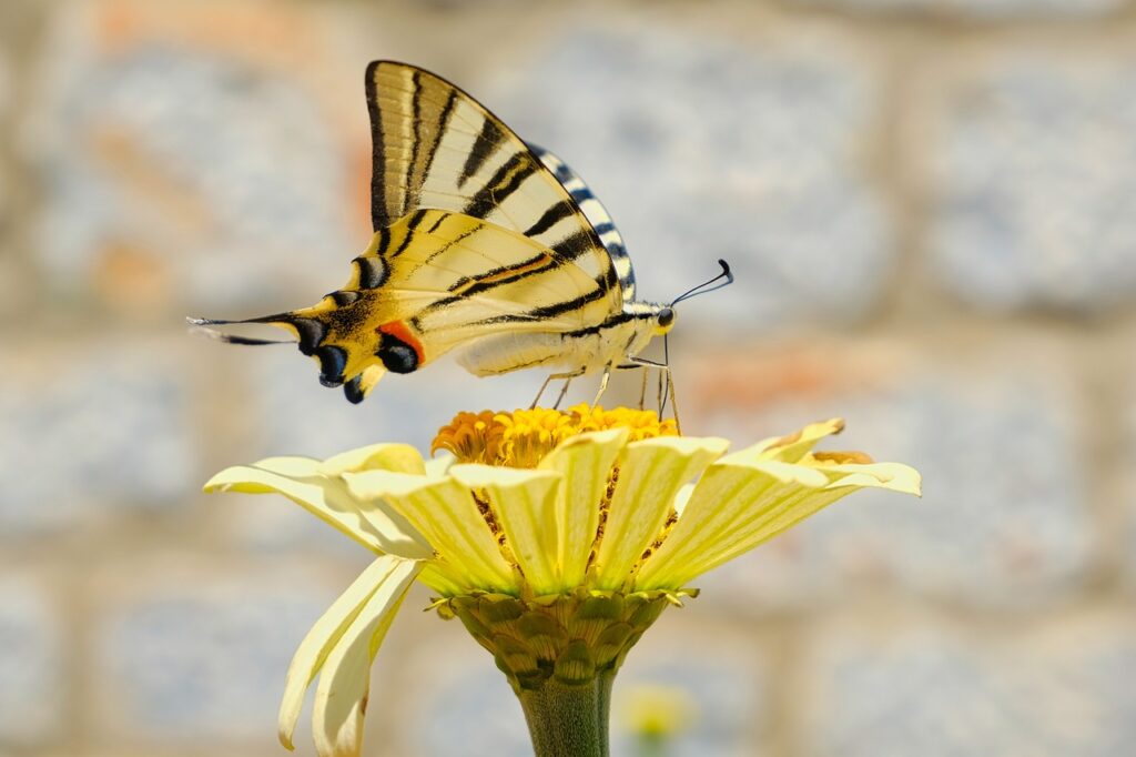 Yellow and Black Butterfly Spirit Animal