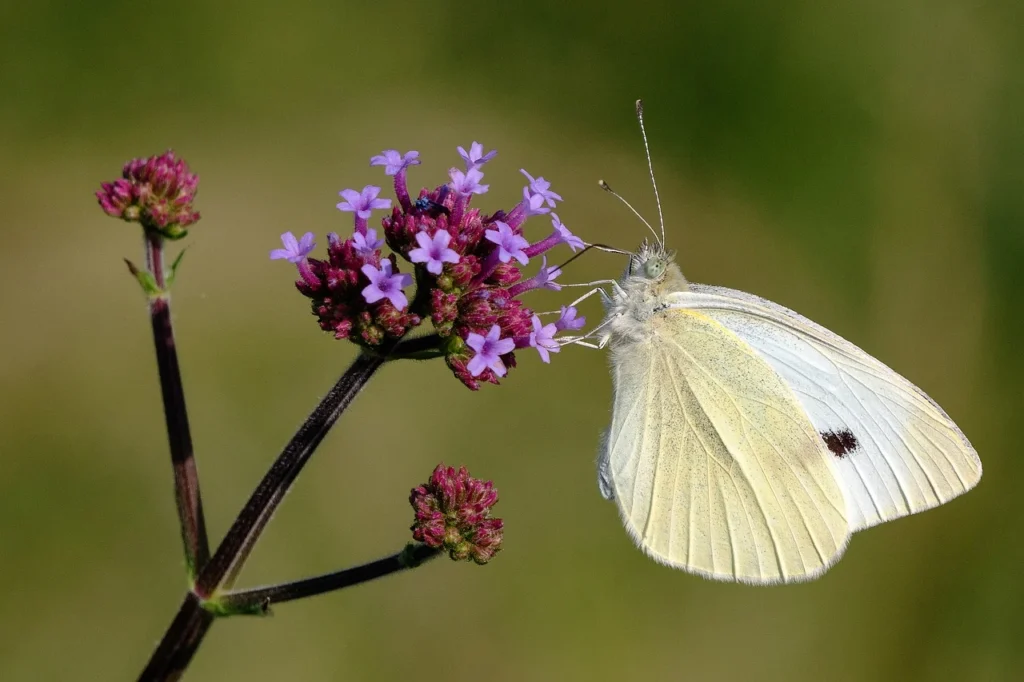 White Butterfly Totem, Spirit, and Power Animal