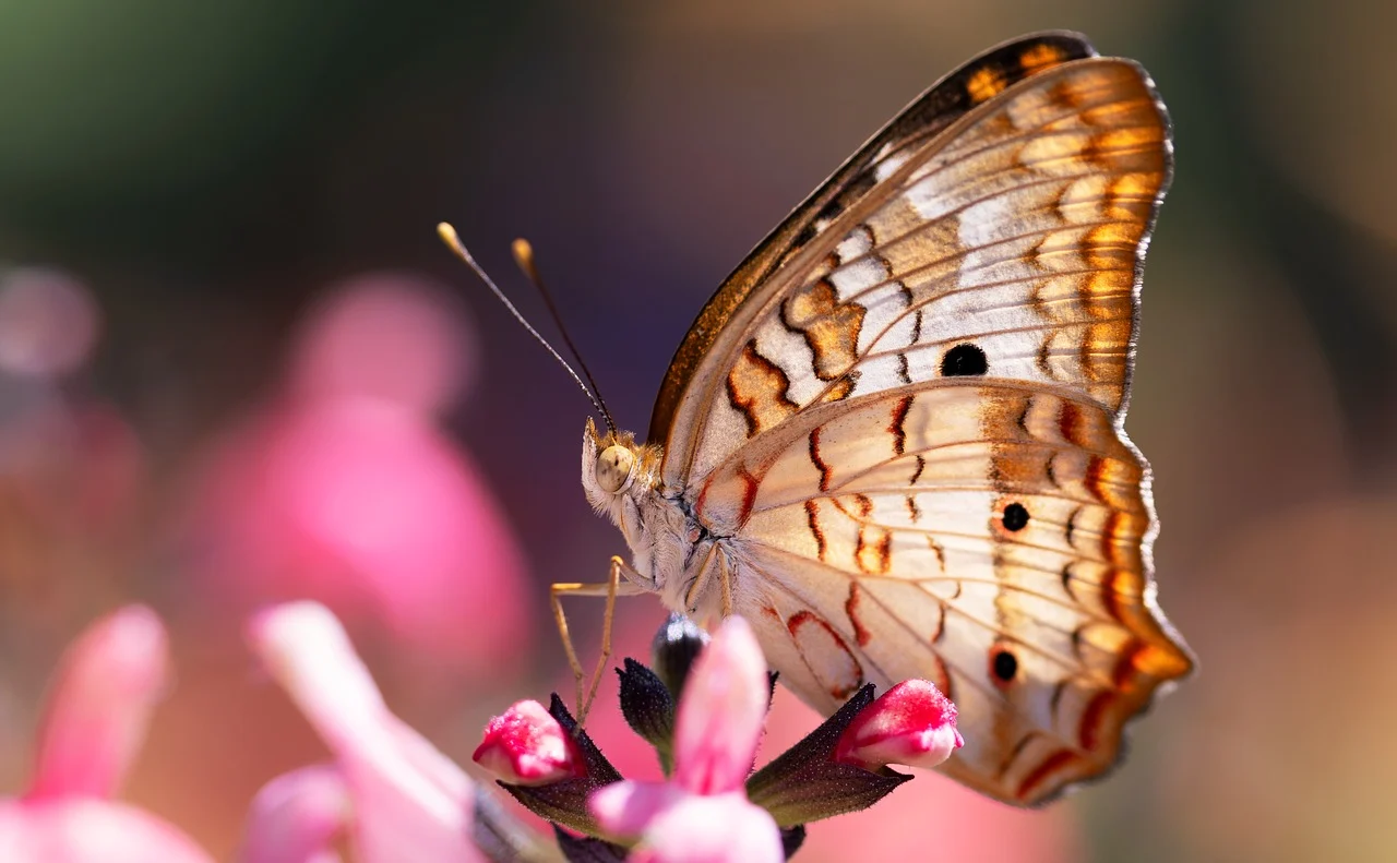 15 Spiritual Meanings of Seeing a White Butterfly