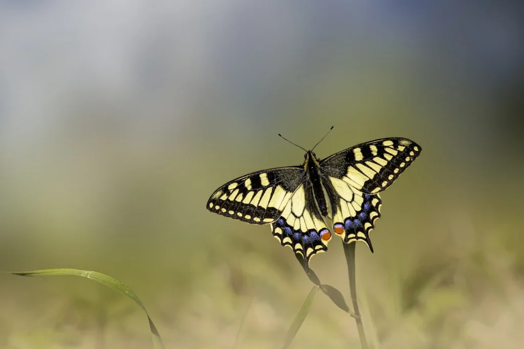 The Meanings of a Butterfly’s Color