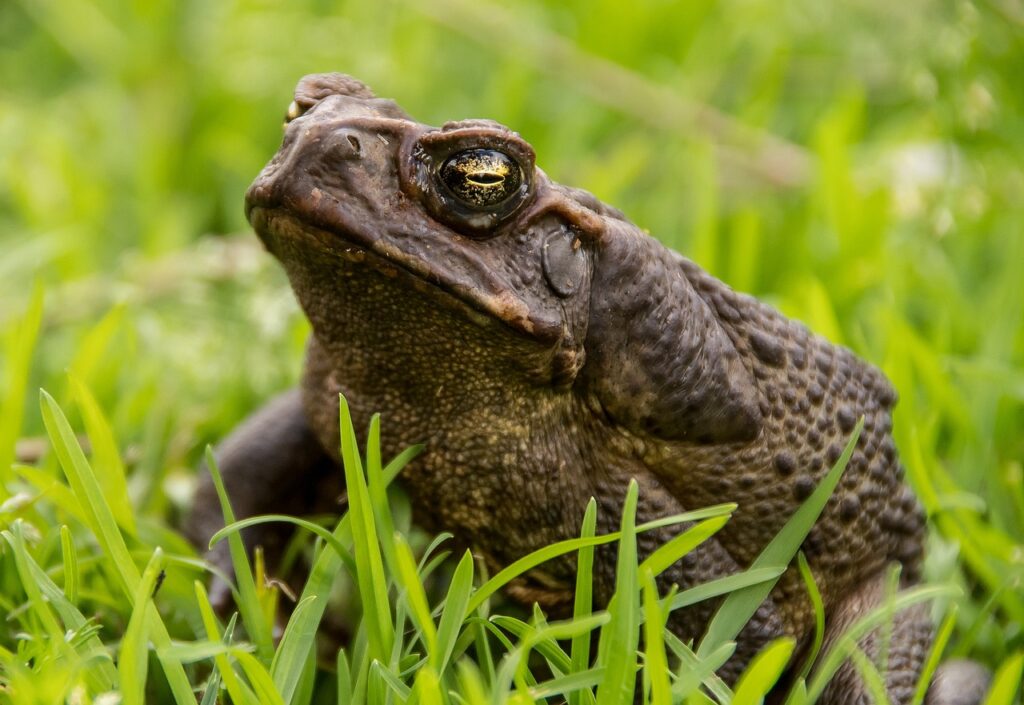 What Do Toads Symbolize in Arts and Literature