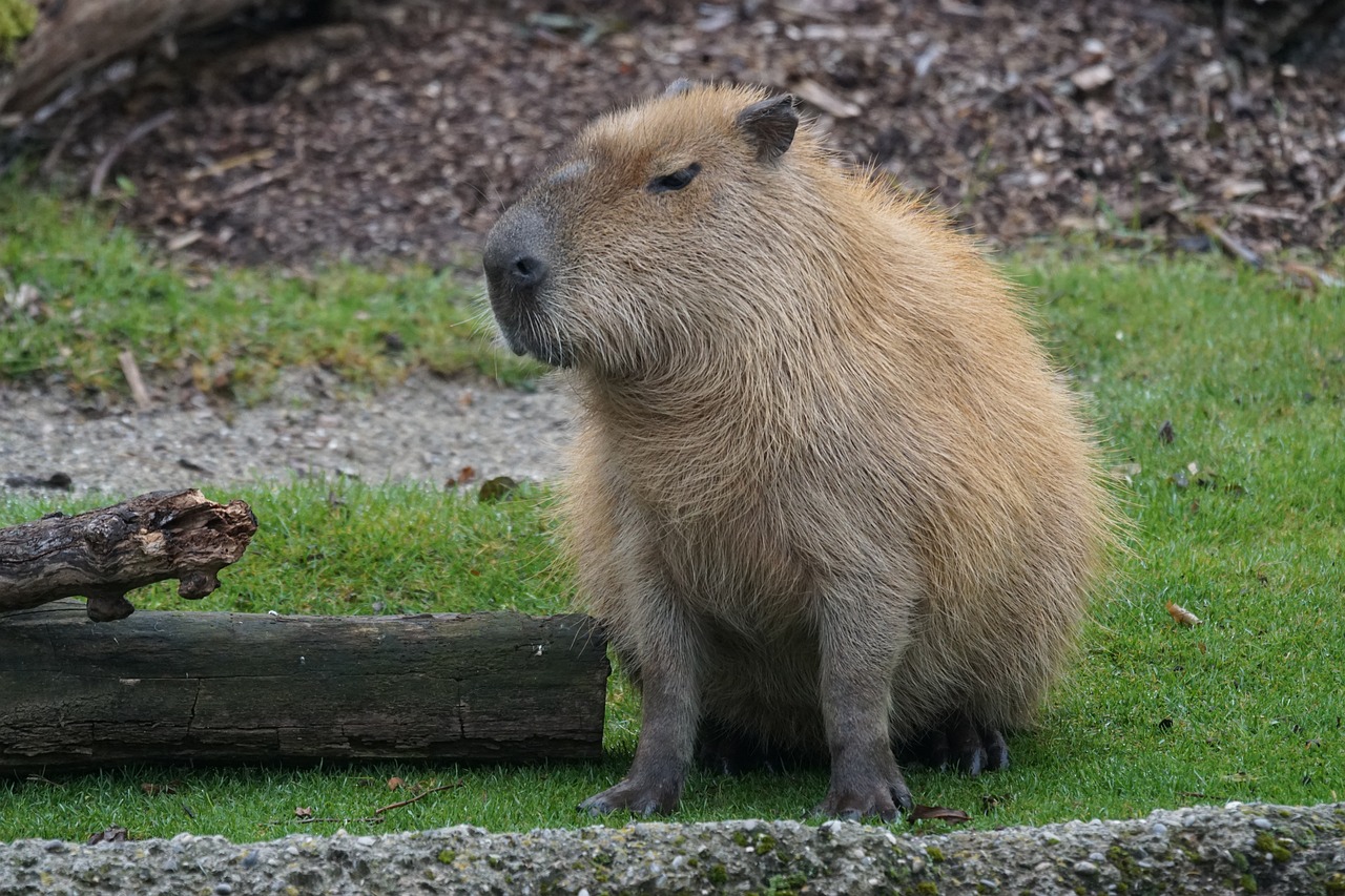 Capybara in Cultural Folklore and Mythology