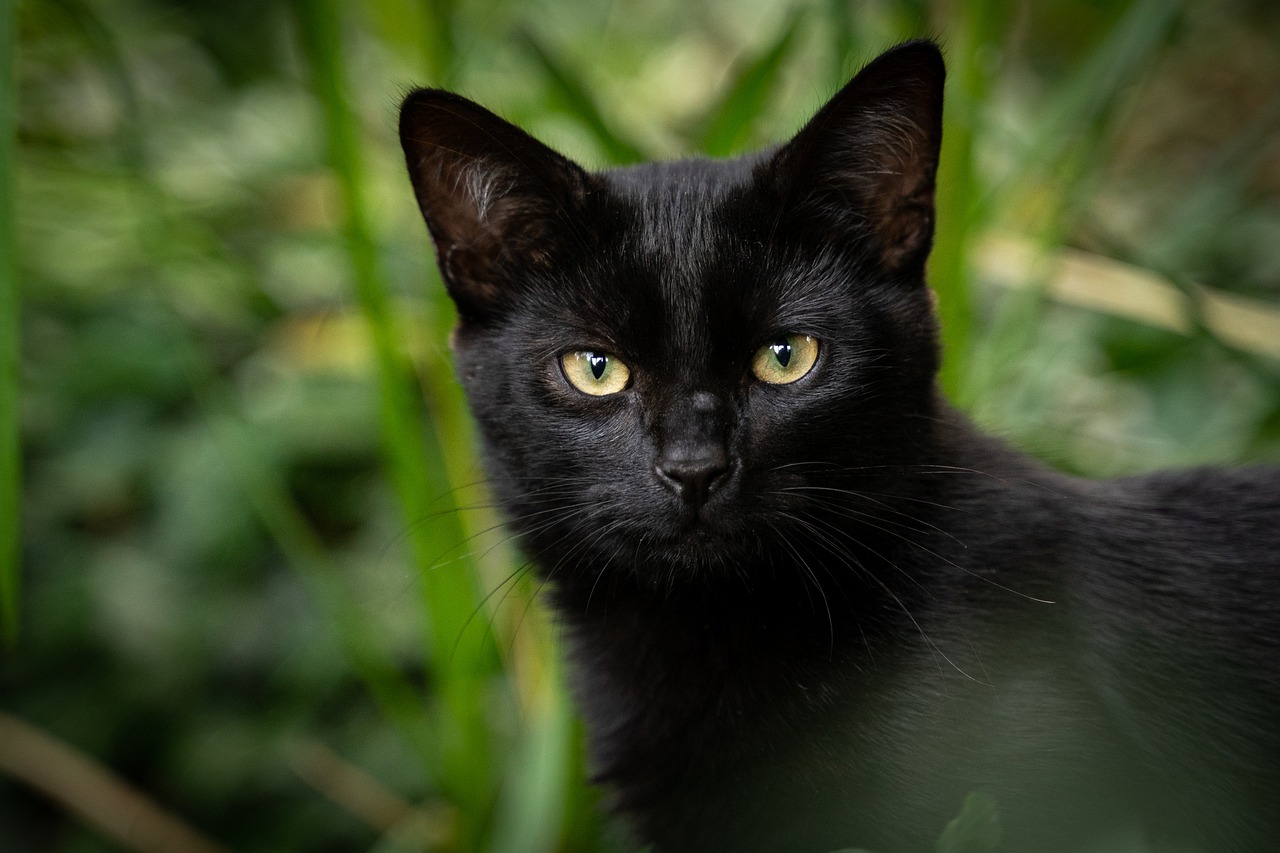 15 Spiritual Meanings of a Black Cat Staring at You