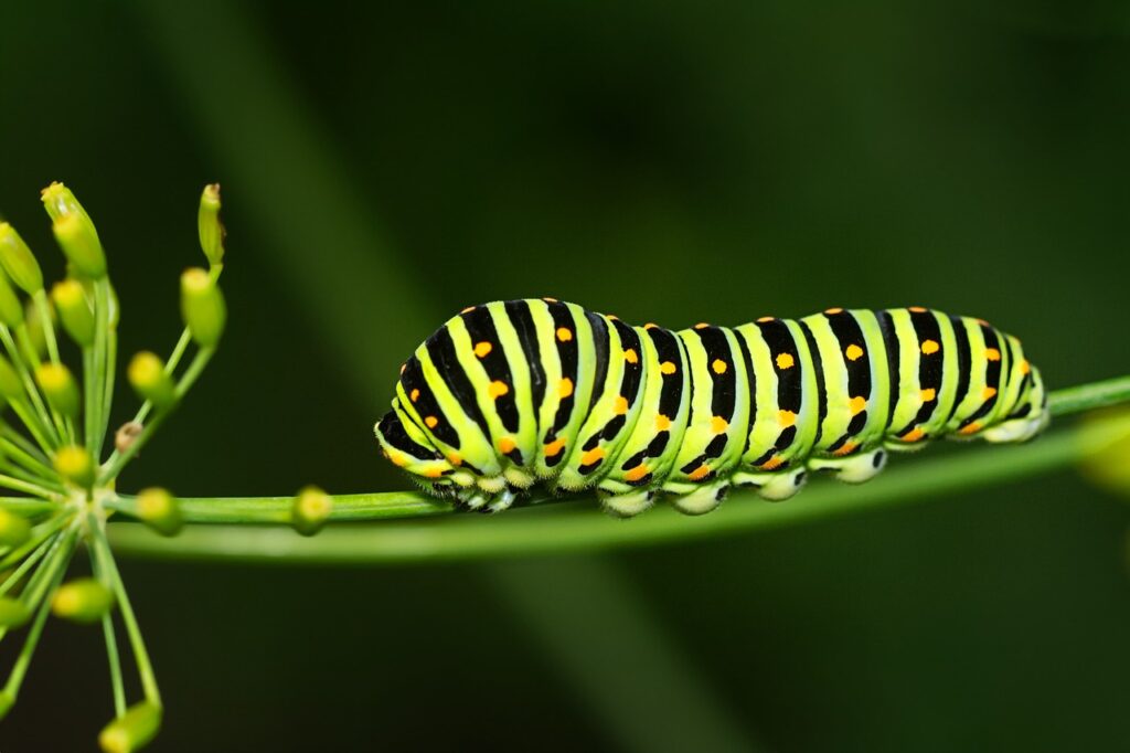 How to Interpret a Caterpillar Sighting