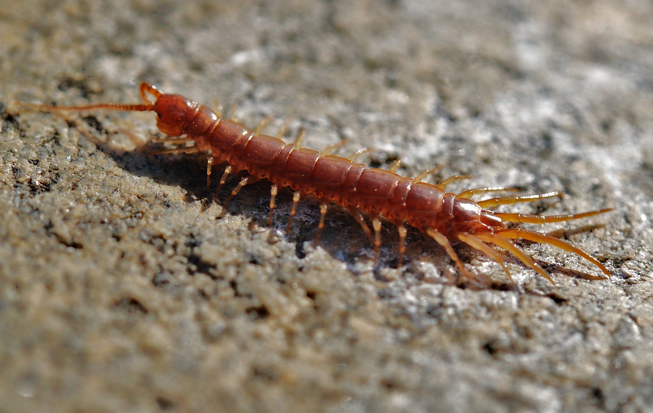 13 Spiritual Meanings of Seeing a Centipede