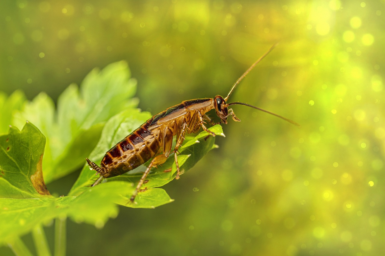 15 Powerful Spiritual Messages When a Cockroach Crawls on You