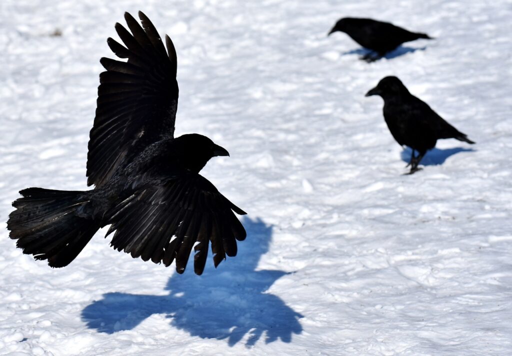 Why Are Crows Protective?