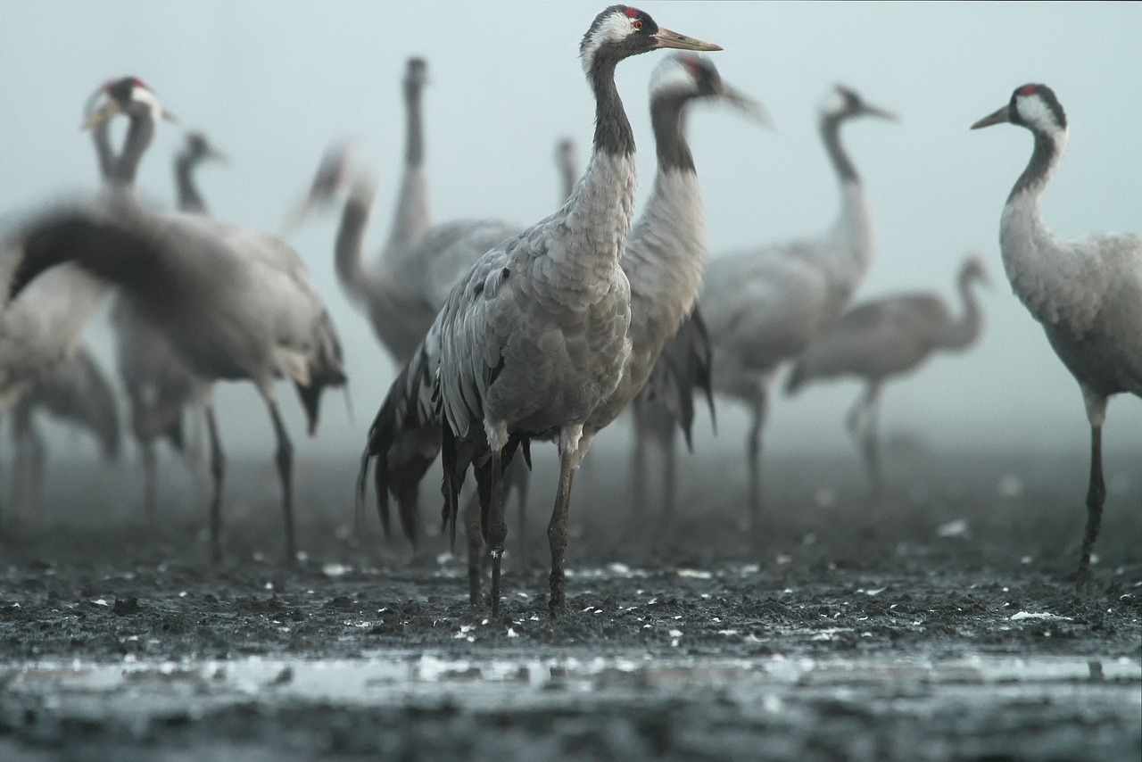 Spiritual Meanings and Symbolism of White Crane