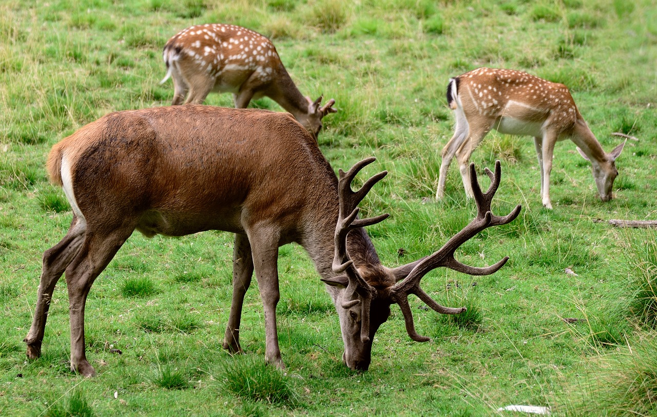 15 Spiritual Meaning of a Deer Crossing Your Path