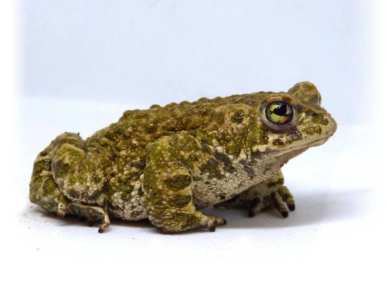 15 Spiritual Meanings of Toads