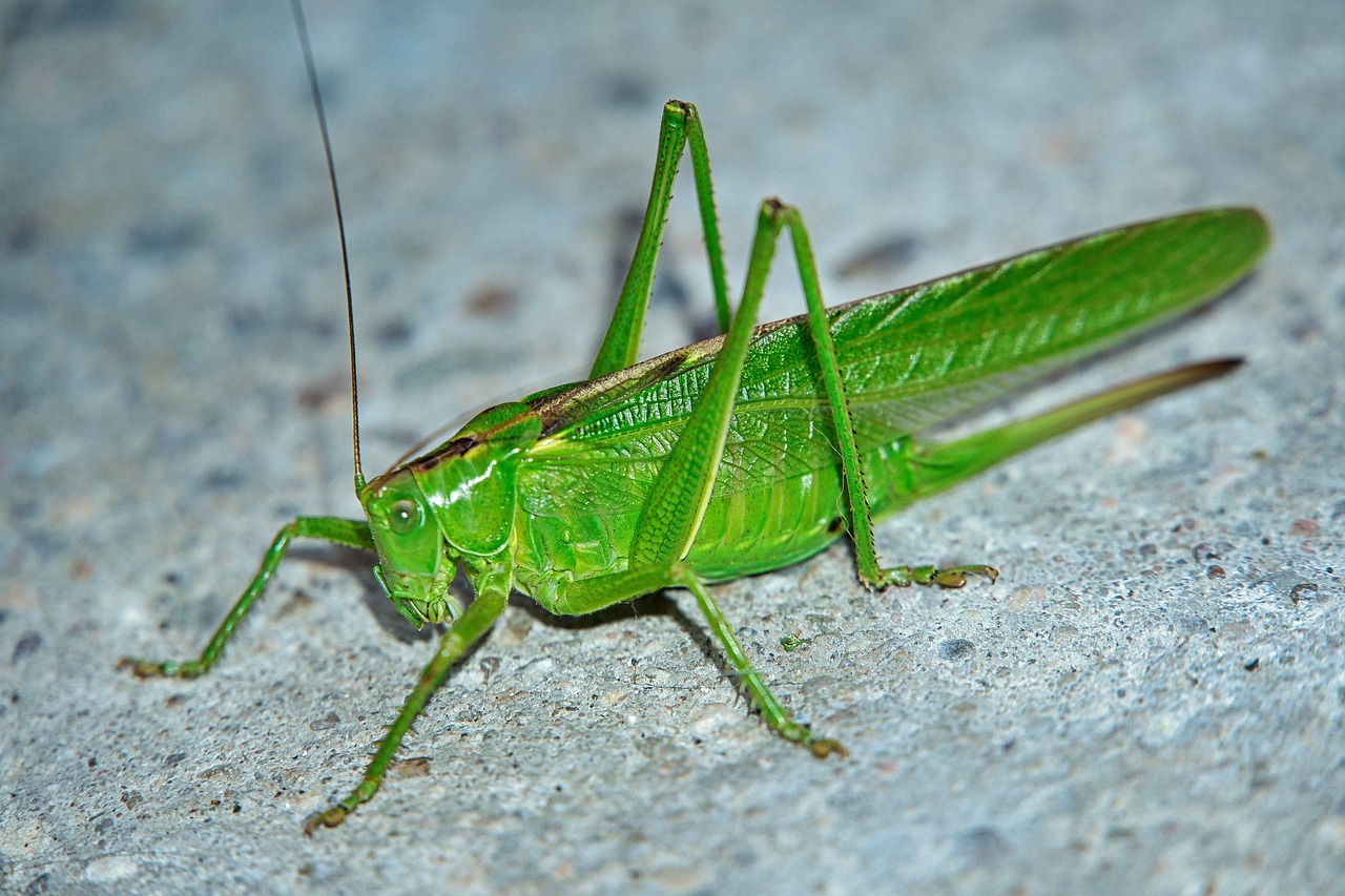 13 Spiritual Meanings of the Katydid