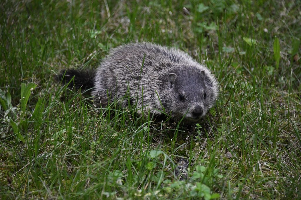 What Does It Mean When You See a Groundhog?