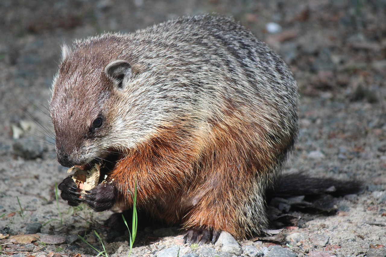 15 Spiritual Meanings of Groundhog