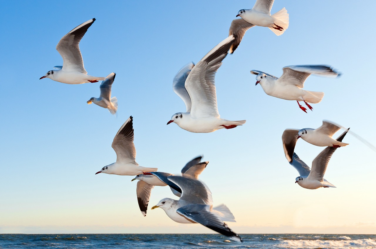 20 Spiritual Meanings of Birds Flying in Front of You