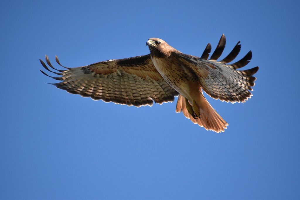 Hawk Feathers in Native American Traditions