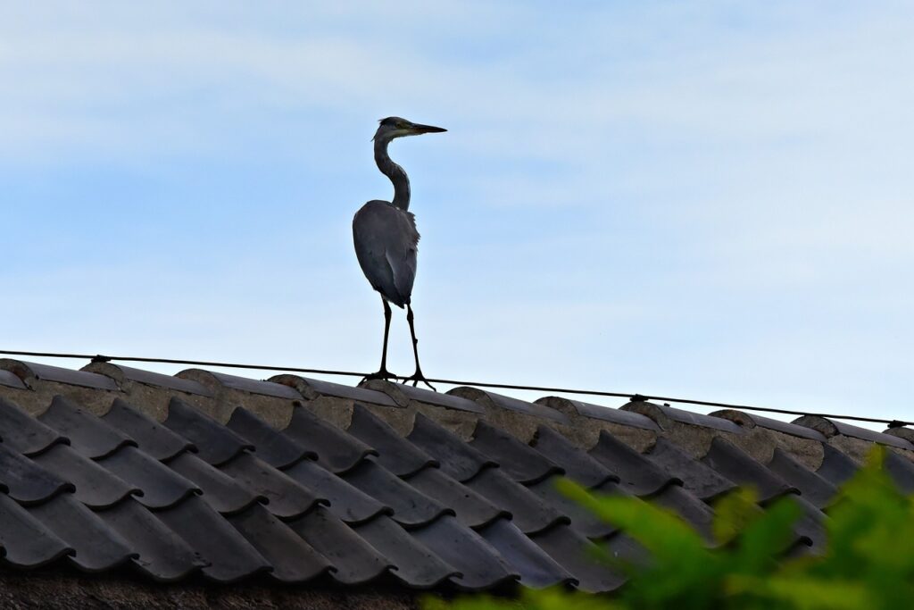 Does the Color and Type of Bird Matter for Spiritual Meaning?