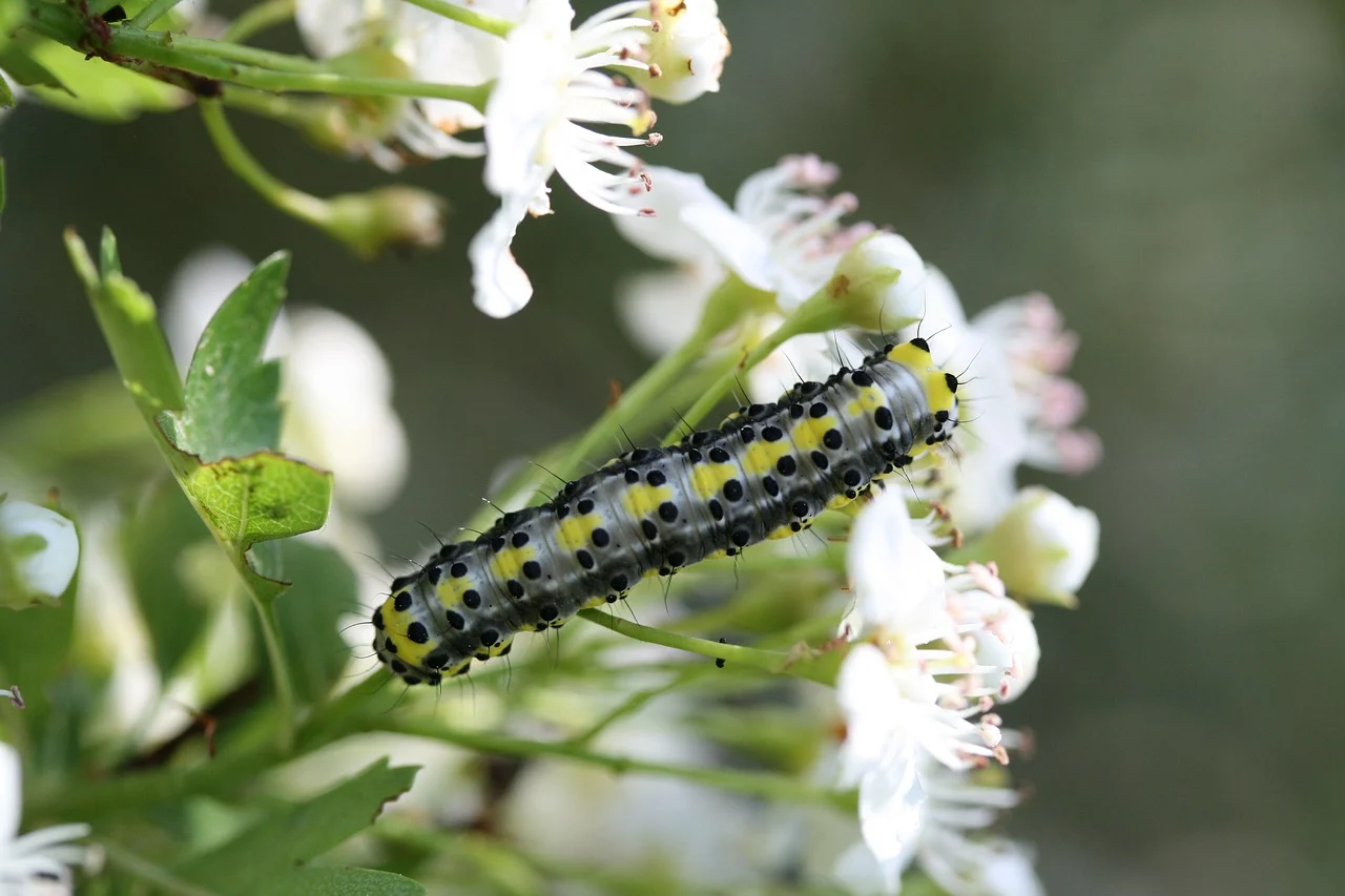 15 Spiritual Meanings of Seeing a Caterpillar