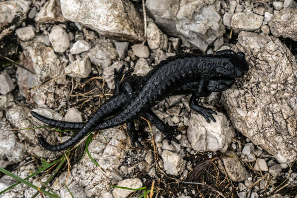 Symbolism and Spiritual Meanings of the Black Lizard