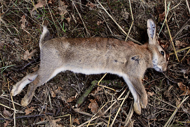 10 Spiritual Meanings and Symbolism of a Dead Rabbit