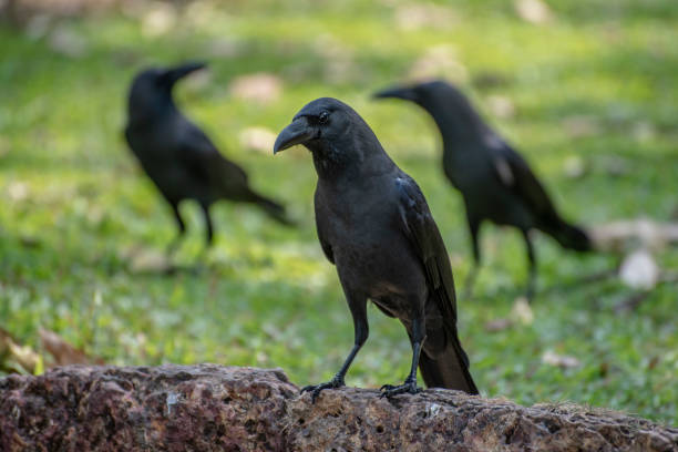 The Profound Spiritual Meaning of Seeing Three Crows