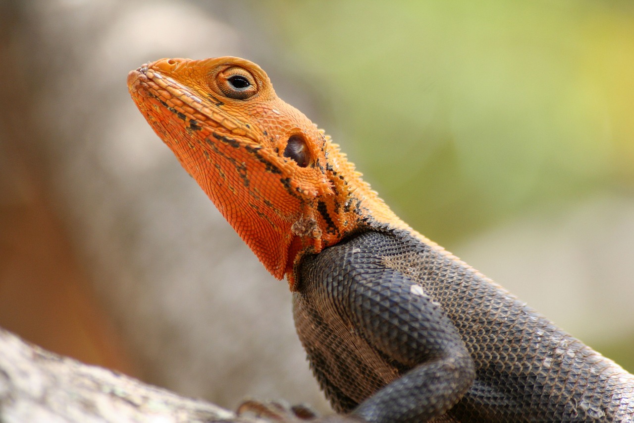 Black Lizard Dream Interpretation