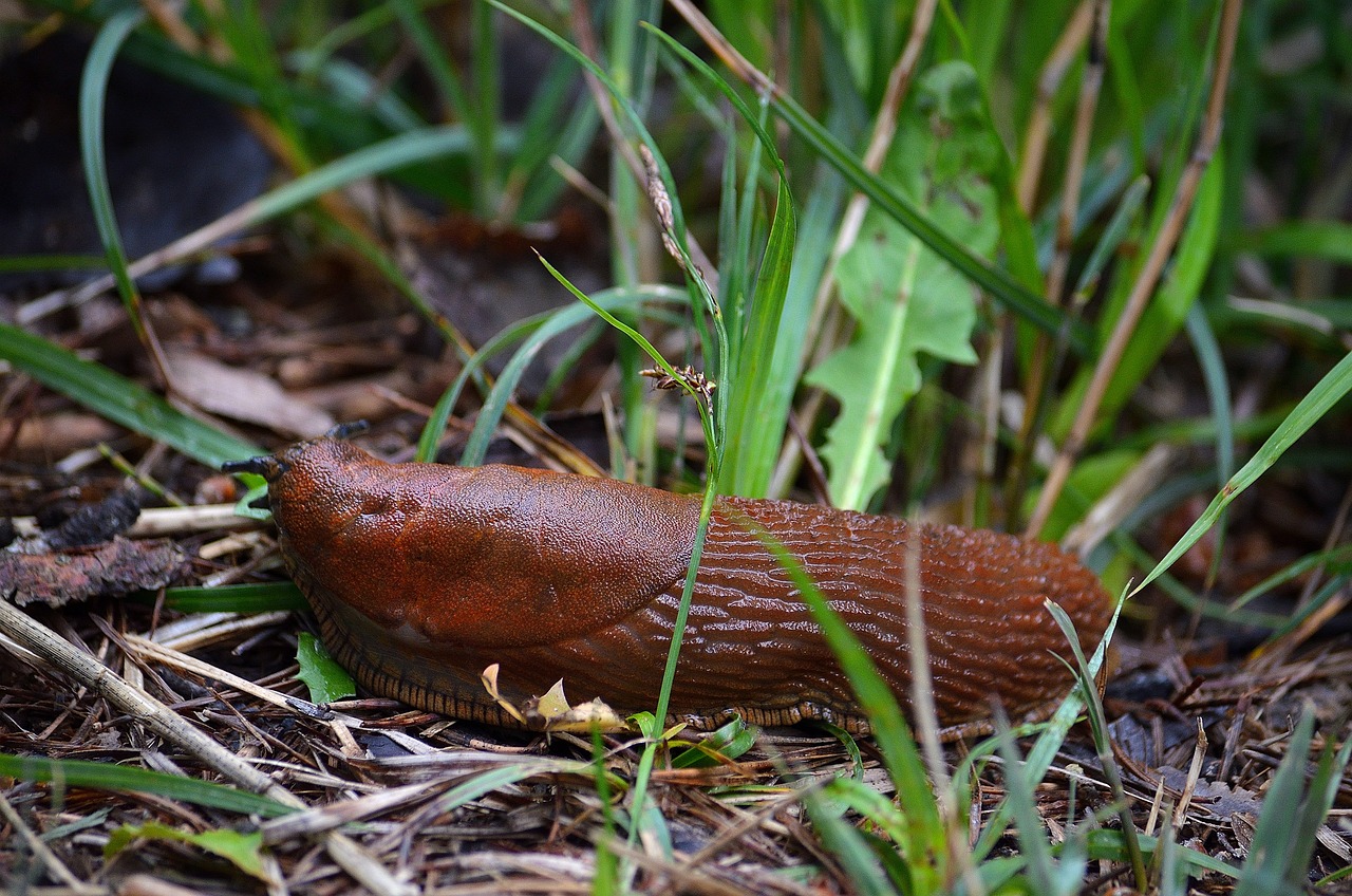 The Spiritual Meanings and Symbolism of Slugs