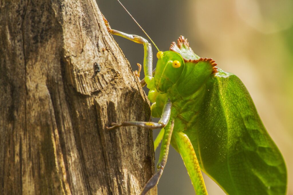 Katydid Totem, Spirit, and Power Animal