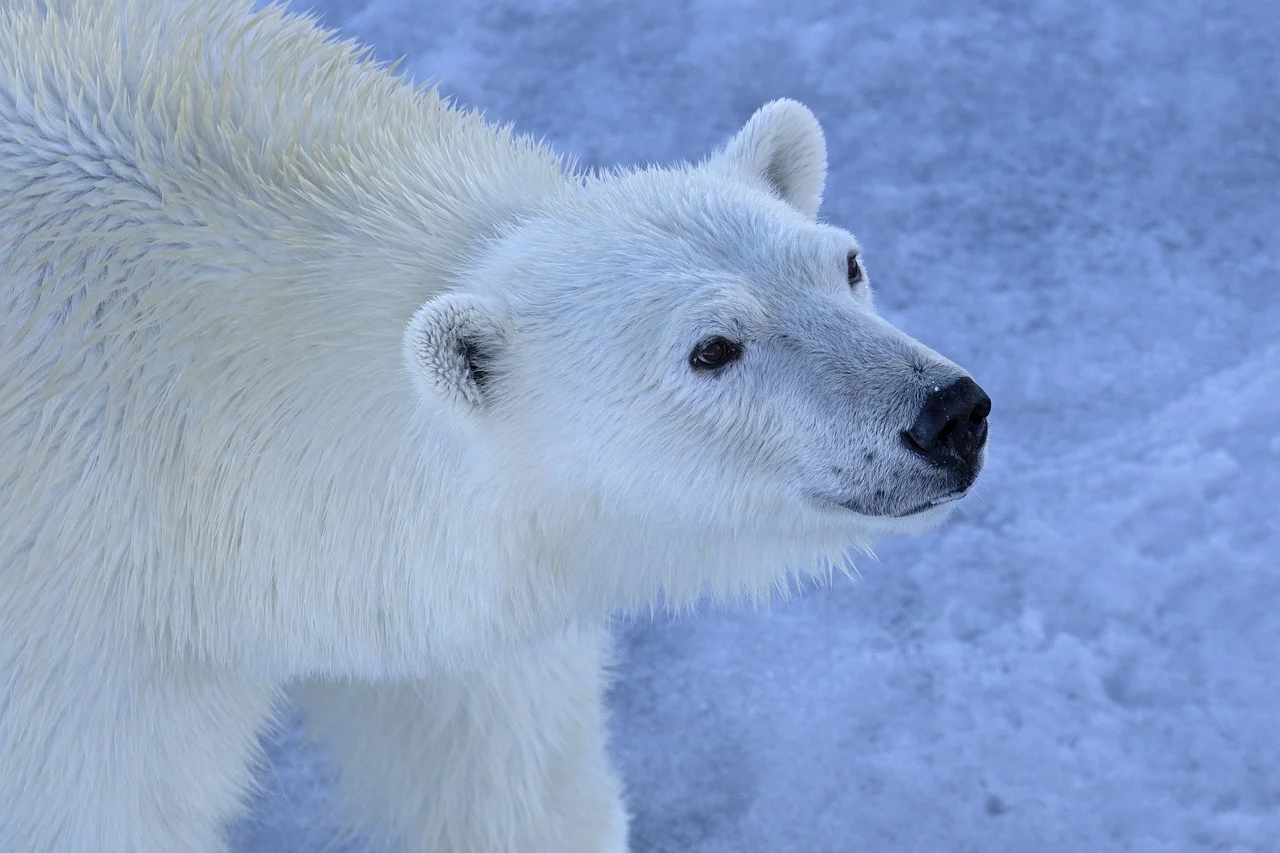 Polar Bear Spiritual Meanings, Symbolism, and Totem: A Deep Dive