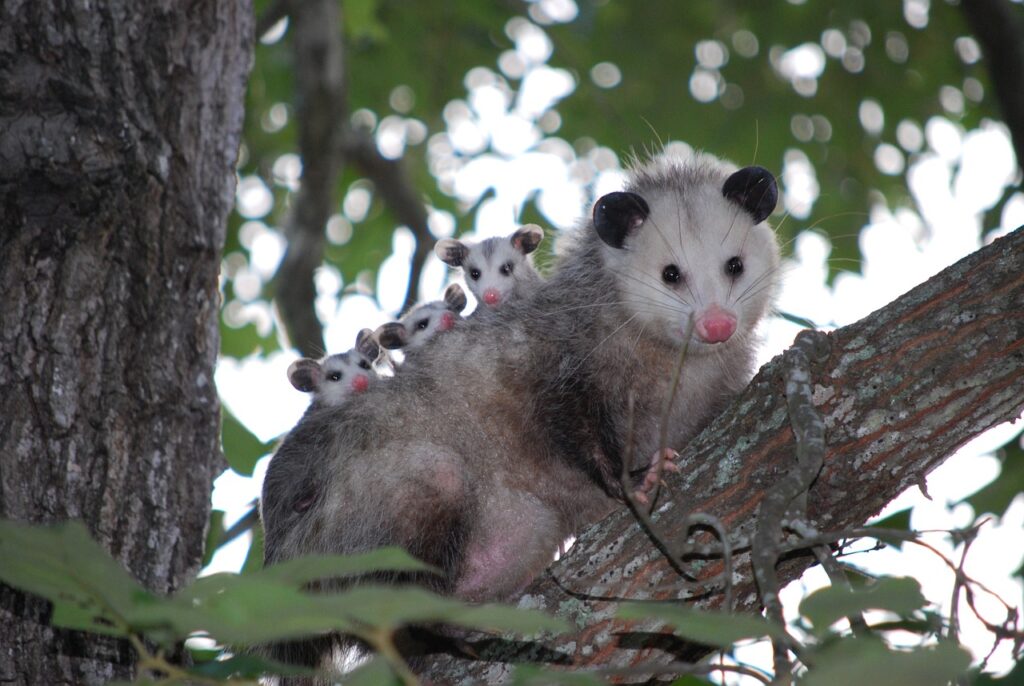 Spiritual Meaning of Possum Crossing Your Path