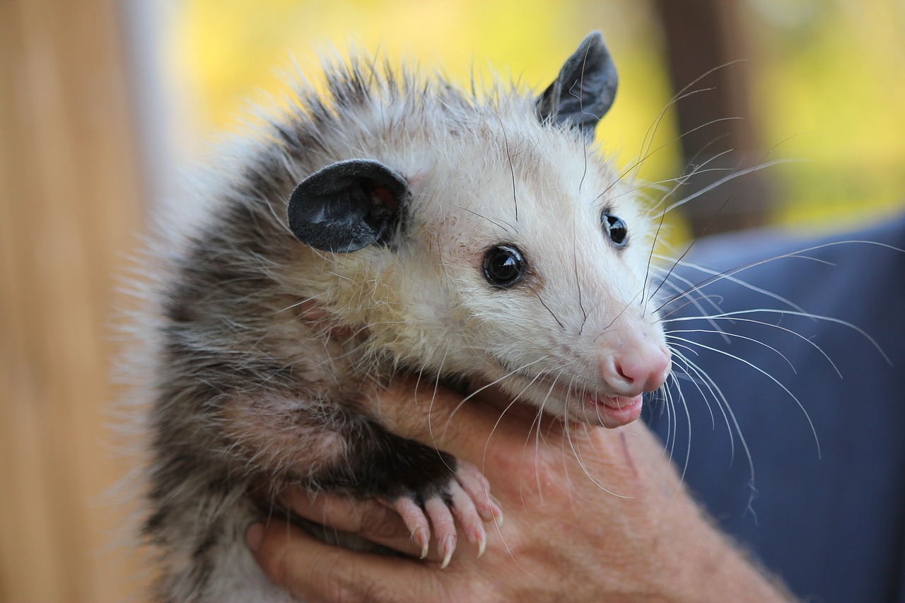 15 Spiritual Meanings of Seeing a Possum