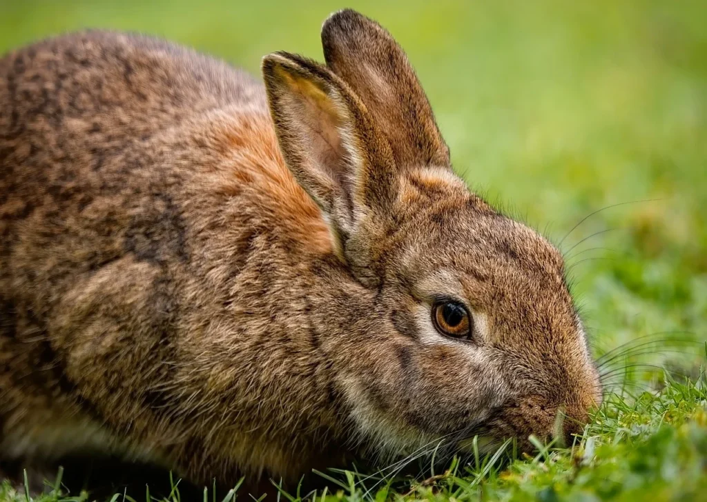 Dead Rabbit in Dream Interpretation