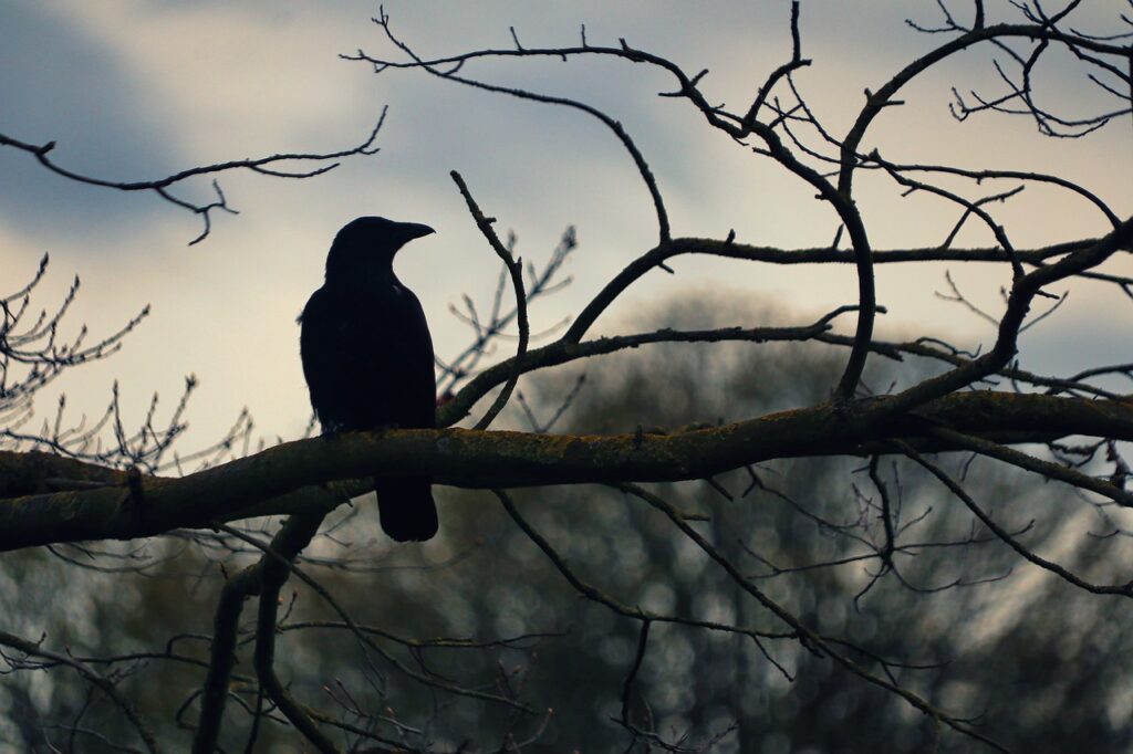 Raven Totem, Spirit, and Power Animal