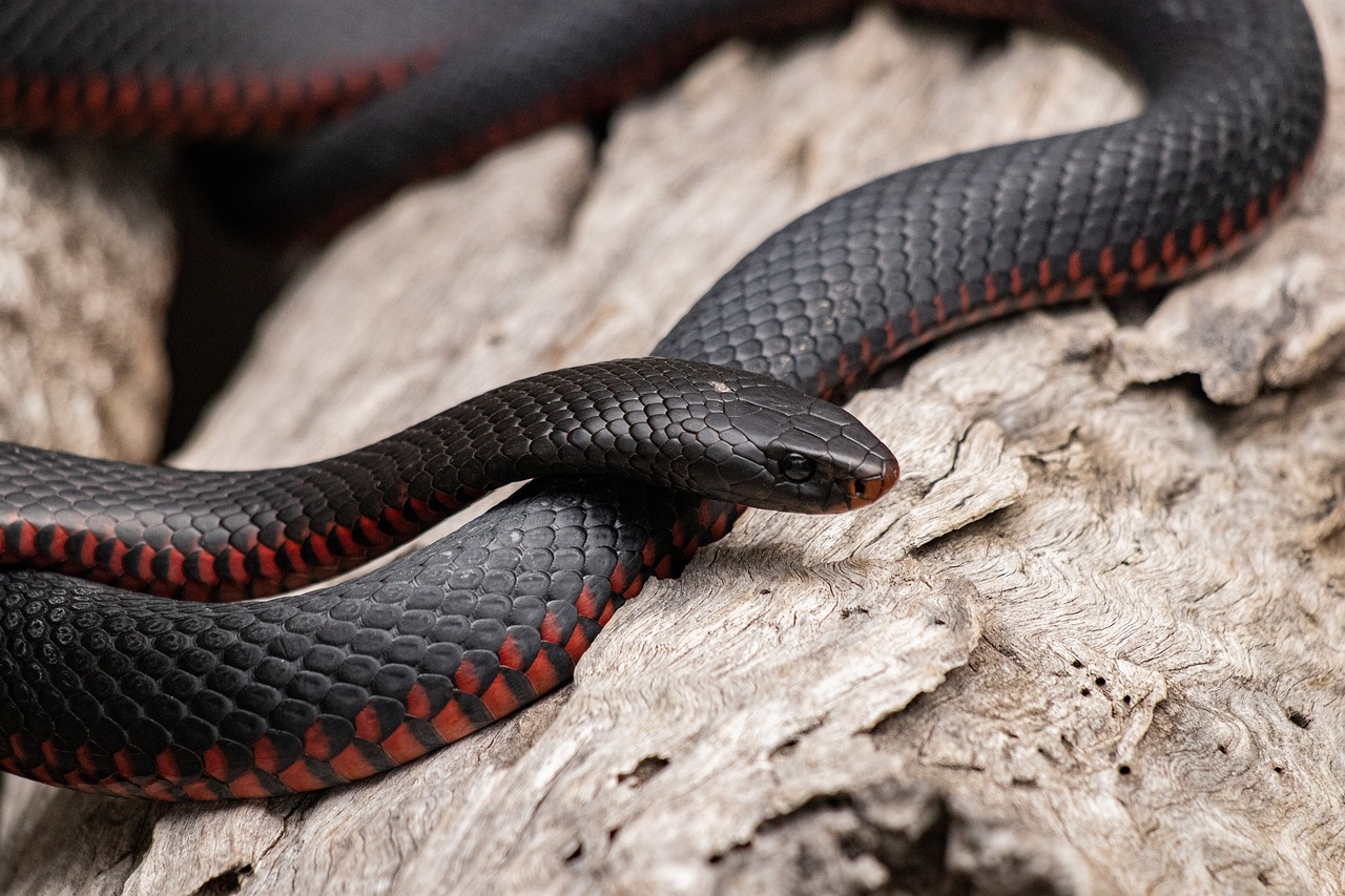 15 Spiritual Meanings of Seeing a Snake in Your Path