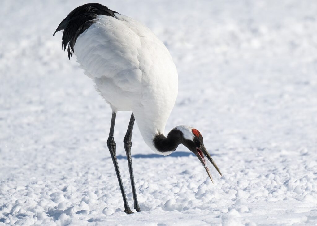 What Does it Mean if a Crane Crosses Your Path?