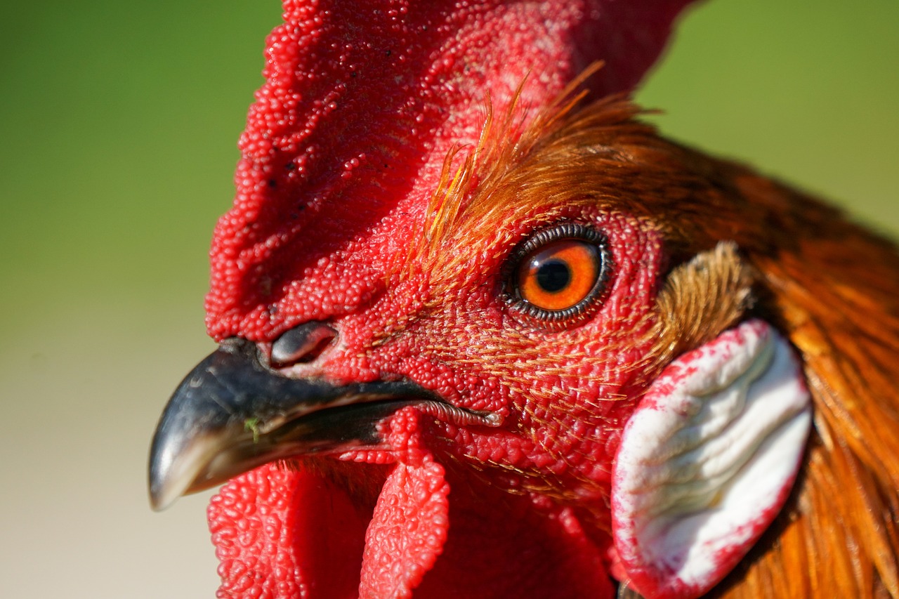 15 Spiritual Meanings and Symbolism of the Rooster