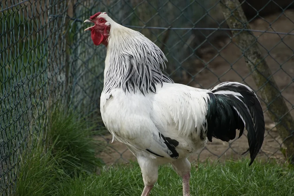 Rooster Crowing at Night Spiritual Meaning